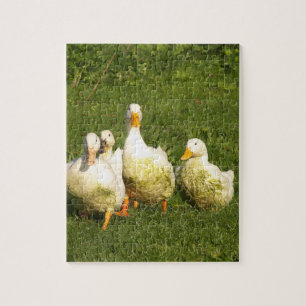 Enten, lebend, Wiese, Tier, Bauernhof, Landleben, Puzzle