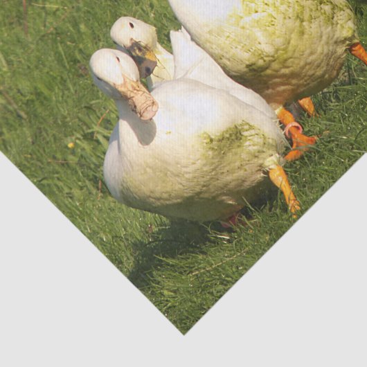 Enten, lebend, Wiese, Tier, Bauernhof, Landleben, Seidenpapier (Ausschnitt)