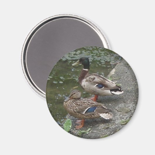 Enten Magnet (Vorderseite/Rückseite)