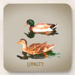 Enten mallards. Loyalität Getränkeuntersetzer