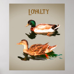 Enten mallards. Loyalität Poster