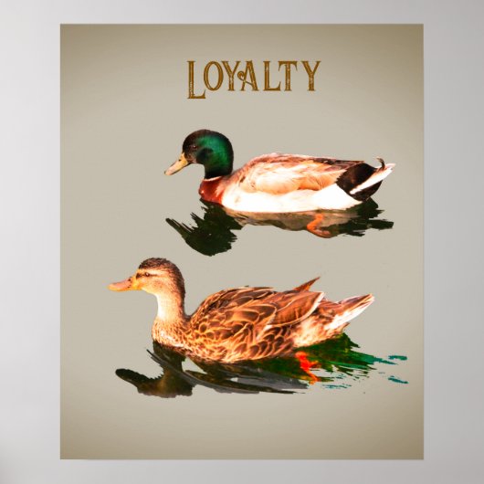 Enten mallards. Loyalität Poster (Vorne)