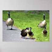Enten mit Gänsen Poster (Vorne)