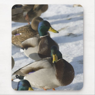 Enten Mousepad