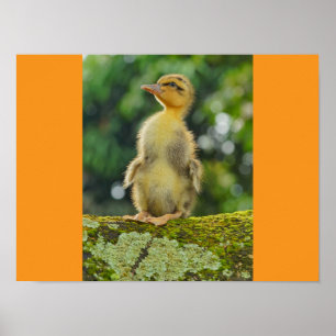 Enten Poster