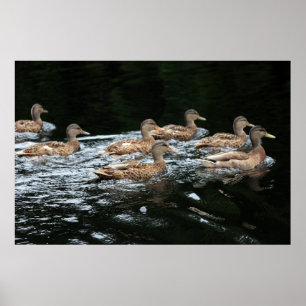 Enten Poster