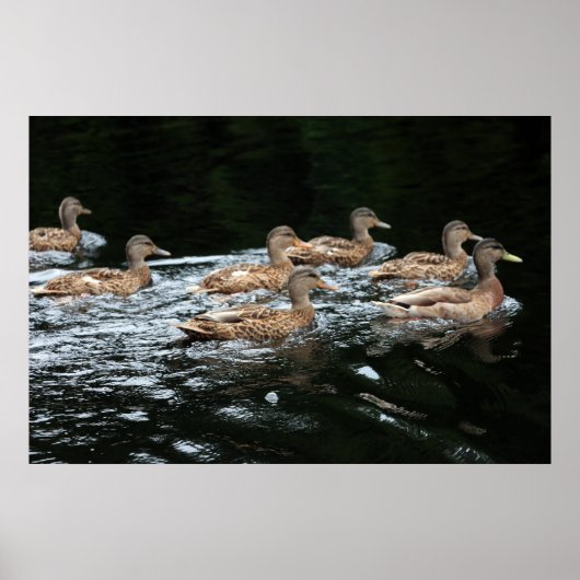 Enten Poster (Vorne)