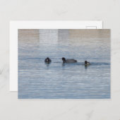 Enten Postkarte (Vorne/Hinten)