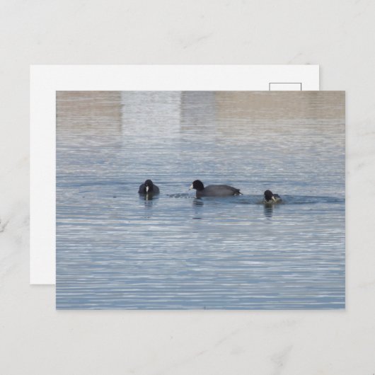 Enten Postkarte (Vorne/Hinten)