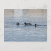 Enten Postkarte (Vorderseite)