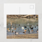 Enten Postkarte (Vorne/Hinten)