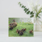 Enten Postkarte (Stehend Vorderseite)