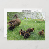 Enten Postkarte (Vorne/Hinten)