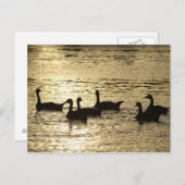 Enten Postkarte (Vorne/Hinten)