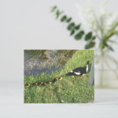 Enten:) Postkarte (Stehend Vorderseite)