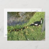 Enten:) Postkarte (Vorne/Hinten)