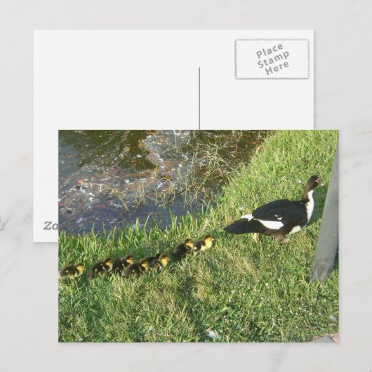 Enten:) Postkarte (Vorne/Hinten)