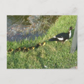 Enten:) Postkarte (Vorderseite)