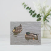 Enten Postkarte (Stehend Vorderseite)