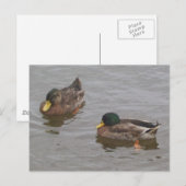 Enten Postkarte (Vorne/Hinten)