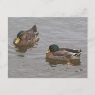 Enten Postkarte
