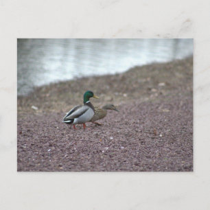 Enten Postkarte