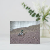 Enten Postkarte (Stehend Vorderseite)