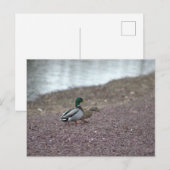 Enten Postkarte (Vorne/Hinten)