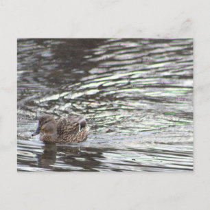 Enten-Postkarte Postkarte