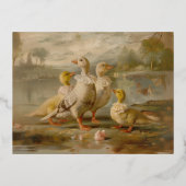 Enten - Postkarten für Fohlen (Vorderseite)