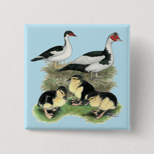 Enten Schwarz Gefleckte Warzenente Familie Button