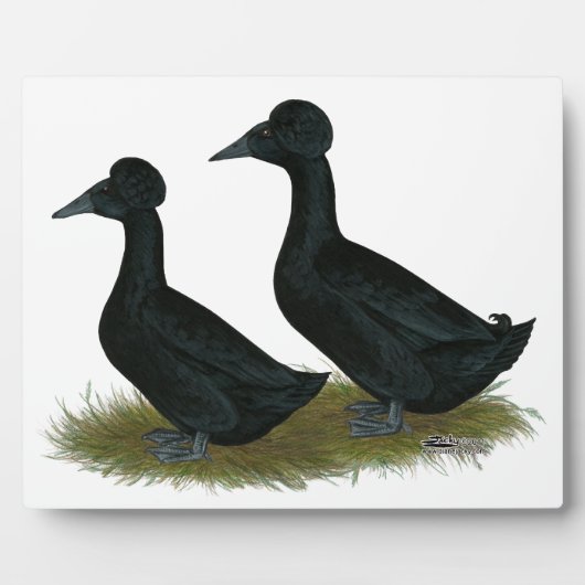 Enten: schwarz gekreuzt fotoplatte (Vorderseite)