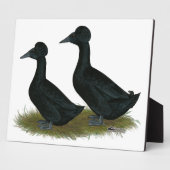 Enten: schwarz gekreuzt fotoplatte (Seite)