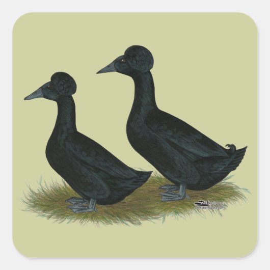 Enten: schwarz gekreuzt quadratischer aufkleber (Vorderseite)