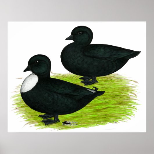 Enten: Schwarze Anrufe Poster (Vorne)