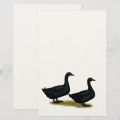Enten: Schwarze Cayugas Briefpapier (Vorne/Hinten)