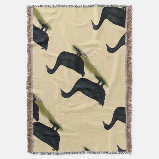 Enten: Schwarze Cayugas Decke (Vorderseite Vertikal)