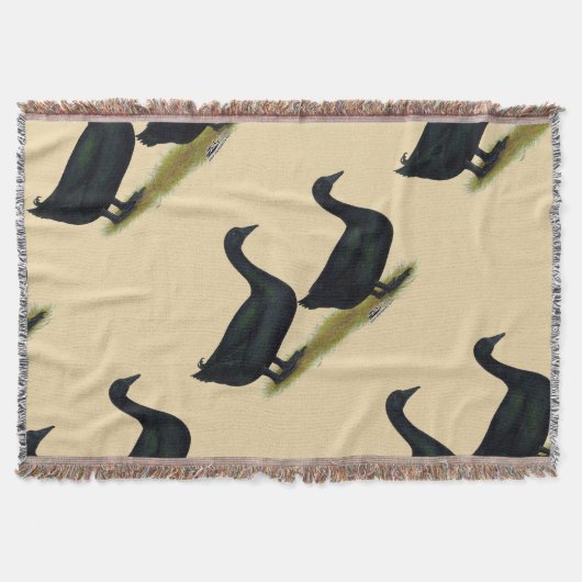 Enten: Schwarze Cayugas Decke (Vorderseite)