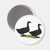 Enten: Schwarze Cayugas Magnet (Vorderseite/Rückseite)