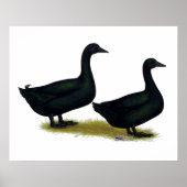 Enten: Schwarze Cayugas Poster (Vorne)