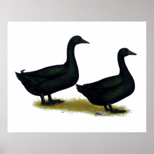 Enten: Schwarze Cayugas Poster