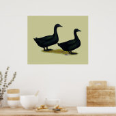 Enten: Schwarze Cayugas Poster (Küche)