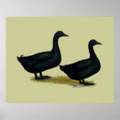 Enten: Schwarze Cayugas Poster (Vorne)