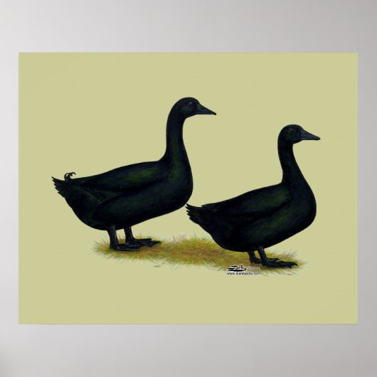Enten: Schwarze Cayugas Poster (Vorne)