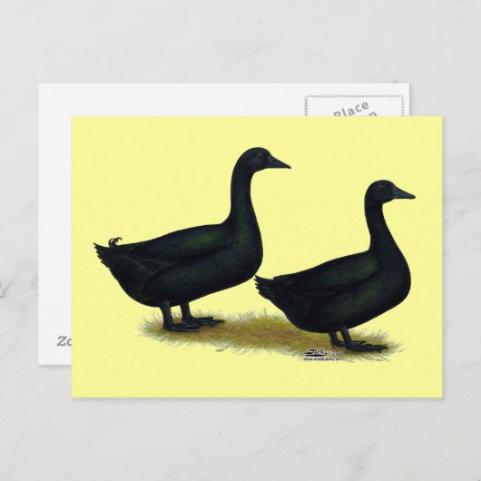 Enten: Schwarze Cayugas Postkarte (Vorne/Hinten)