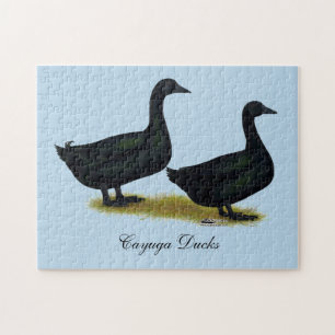 Enten: Schwarze Cayugas Puzzle