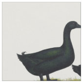 Enten: Schwarze Cayugas Stoff (Nahaufnahme)