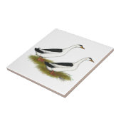 Enten: Schwarze Magpies Fliese (Seite)