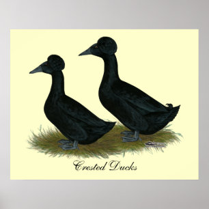 Enten:  Schwarzes mit Haube Poster