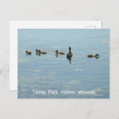 Enten schwimmen am See Mendota Madison Wisconsin Postkarte (Vorne/Hinten)